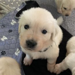 Male Pick 2 - Light golden male Golden Retriever puppy in Litchfield Park, Arizona from Phoenix Golden Retriever