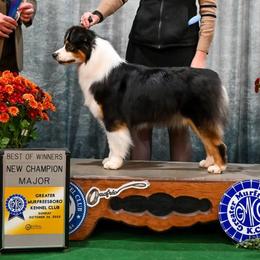 Australian Shepherds from Northern Latitudes