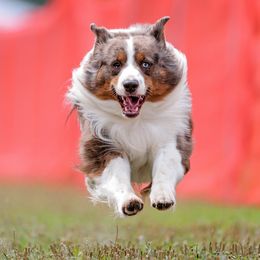 Miniature American Shepherd All Grown Up from Dynasty Minis