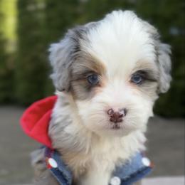 Orlando, blue eyes - male Australian Mountain Doodle puppy in Washougal, Washington from Sandy Creek Bernedoodles