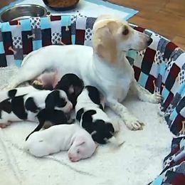 Dachshund Puppies from Empire's Dachshunds