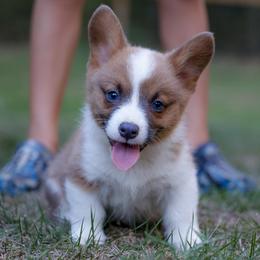 Ace - Sable male Pembroke Welsh Corgi puppy in Star City, Arkansas from Say When Corgi Co.