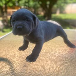 Cane Corso and French Bulldog Puppies from Andrew Stafford
