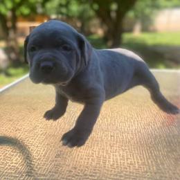 Cane Corso and French Bulldog Puppies from Andrew Stafford