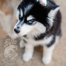 Pomsky Puppies from Southpaw Pomskies