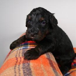 Banks - Phantom male Bernedoodle puppy in Bowling Green, Ohio from Windy Creek Doodles