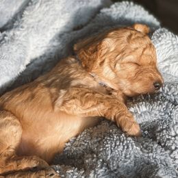 Aussiedoodle and Goldendoodle Puppies from Utah Faith Doodles