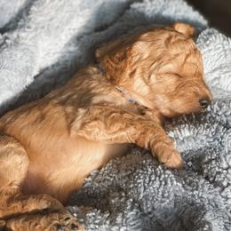 Aussiedoodle and Goldendoodle Puppies from Utah Faith Doodles