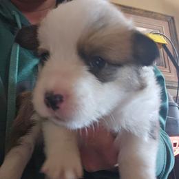 Luna - Red female Pembroke Welsh Corgi puppy in Walnut, Iowa from Michelle's House of Corgi's