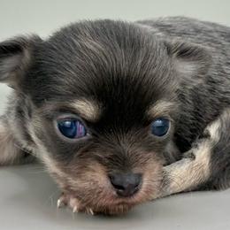 Jello - Blue male Chihuahua puppy in Westport, New York from Chantilly chihuahuas