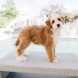 Dolly - Red female Bernedoodle puppy in Murray, Utah from Sun Valley Doodles