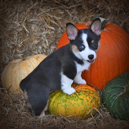 Pembroke Welsh Corgi Puppies from Dream Corgis