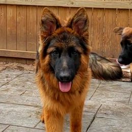 Ivan - German Shepherd puppy in Clifton, Virginia from Von Haus Wisen Baker German Shepherds