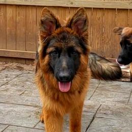 Ivan - German Shepherd puppy in Clifton, Virginia from Von Haus Wisen Baker German Shepherds