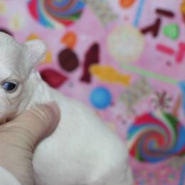 Arctic 4,850 - Cream and white female Chihuahua puppy in Cache, Oklahoma from Charming Lil Chihuahuas