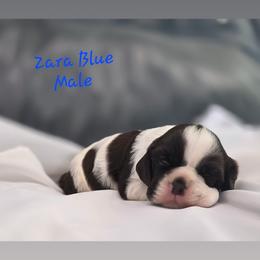 Zara male - Black and white male Cocker Spaniel puppy in Bonsall, California from CuttinBlue Farms
