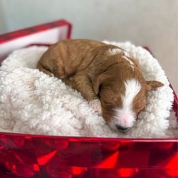 Whobris - Red  male Goldendoodle puppy in Warsaw, Ohio from Lovabledoodles