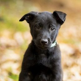 Belgian Malinois from Vanriothas