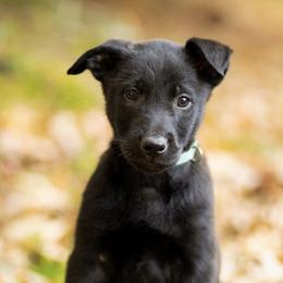 Belgian Malinois from Vanriothas