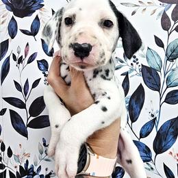 Lilac- Hollywood - White and black female Dalmatian puppy in Gray, Georgia from Fuller Spots