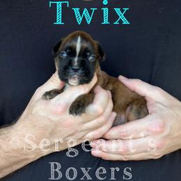 Twix - Brindle male Boxer puppy in Madisonville, Texas from Sergeant's Boxers