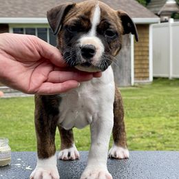 Girl 3 - Red brindle female American Staffordshire Terrier puppy in New Bedford, Massachusetts from Tradewind American Staffordshire Terriers