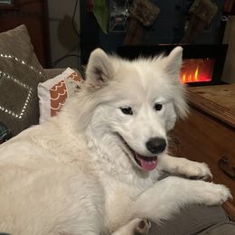 Willa - Samoyed