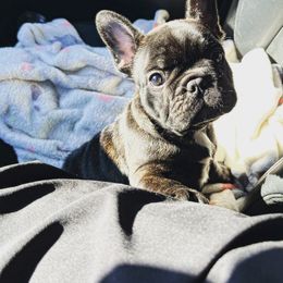 French Bulldog Puppies from Schoville Bulldogs