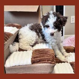 Norma - Brown and white female Aussiedoodle puppy in Post Falls, Idaho from North Idaho Miniature Aussiedoodles