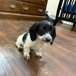 Black pie - Piebald female Dachshund puppy in West Plains, Missouri from Spring Creek Dachshunds