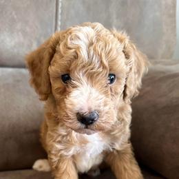 Spider Man-Brown - Red  male Goldendoodle puppy in Asheboro, North Carolina from Southern Bred Pups