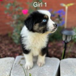 Girl 1 - Black tri-color Australian Shepherd puppy in Dothan, Alabama from Aussie Paws Trailblazers