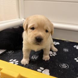 Butterfinger - Yellow female Labrador Retriever puppy in Eugene, Oregon from LakeHouse Labrador Retriever LLC