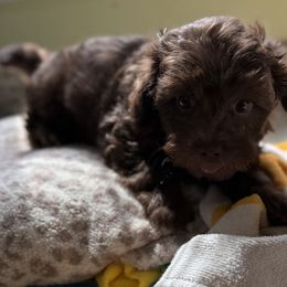 Maltese and Maltipoo Puppies from BeachRidge Pups