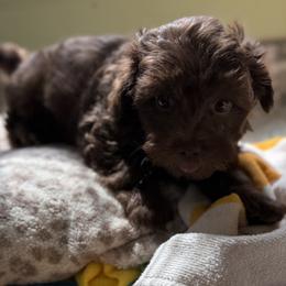 Maltese and Maltipoo Puppies from BeachRidge Pups