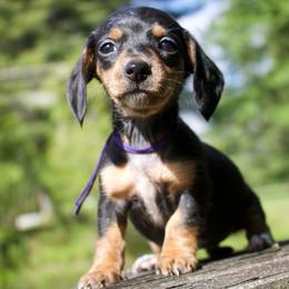 Roo - Black and tan female Dachshund puppy in Morrow, Ohio from Courtney’s Colorful Doxies