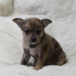 Daisy - Merle female Chihuahua puppy in Willamina, Oregon from Cherished Chihuahuas