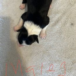 Boy 3 - Sporty Mix puppy in Lewisburg, Tennessee from Mid TN aussies