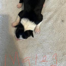 Boy 3 - Sporty Mix puppy in Lewisburg, Tennessee from Mid TN aussies