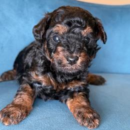 David - Phantom male Poodle puppy in Yuciapa, California from AlltheDoodlez_