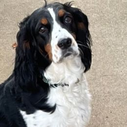 Esmee - English Springer Spaniel