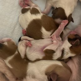 Shih Tzu puppies from Wood Foo Breeders