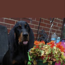 Black and Tan Coonhound Puppies from Summitt Black and Tans