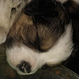Australian Shepherds and Bloodhounds from Mountain Spring Aussies