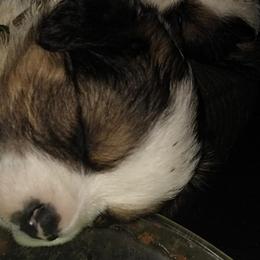 Australian Shepherds and Bloodhounds from Mountain Spring Aussies