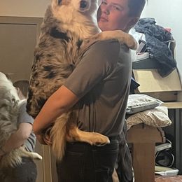 Australian Shepherd All Grown Up from Kade’s Stock Dogs