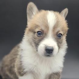 Ollie - White and red male Pembroke Welsh Corgi puppy in Tomball, Texas from Larsen Loved Corgis