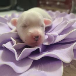 Powderpuff or very hairy hairless female 2 - White and black female Chinese Crested puppy in New Castle, Pennsylvania from Long Rotts & Long Haul Cresteds