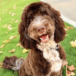 Fraser - Bernedoodle