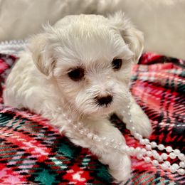 Cutie - White female Maltese puppy in Miami, Florida from Cheery Pups